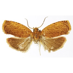 /filer/webapps/moths/media/images/M/monospina_Gnathodracon_HT_RMCA.jpg