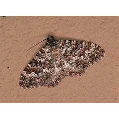 /filer/webapps/moths/media/images/U/undulosata_Mimoclystia_A_Roland_06.jpg