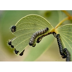 /filer/webapps/moths/media/images/B/belina_Gonimbrasia_C_Roland_02_R9KzePO.jpg