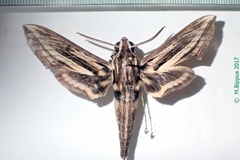 Hippotion geryon