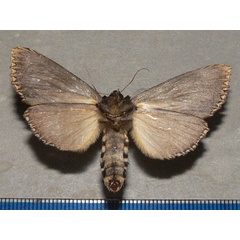 /filer/webapps/moths/media/images/A/atrata_Phalera_A_Goff_02.jpg