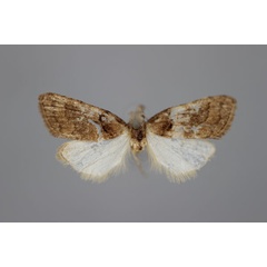 /filer/webapps/moths/media/images/M/meridionalis_Nola_A_BMNH.jpg