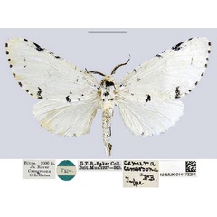 /filer/webapps/moths/media/images/C/cameroona_Cerura_HT_NHMUK.jpg