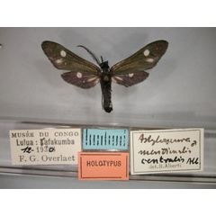 /filer/webapps/moths/media/images/C/centralis_Astyloneura_HT_RMCA_01.jpg