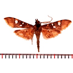 /filer/webapps/moths/media/images/S/smaragdina_Prophantis_AM_Poltavsky.jpg