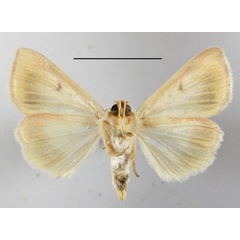 /filer/webapps/moths/media/images/A/affinis_Adisura_A_MGCLb_01.JPG