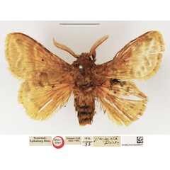/filer/webapps/moths/media/images/G/gemmata_Eucraera_HT_NHMUK.jpg