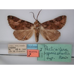 /filer/webapps/moths/media/images/S/sypnaesimilis_Pectinifera_HT_RMCA_01.jpg