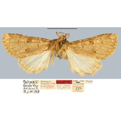 /filer/webapps/moths/media/images/B/boursini_Datungia_HT_MNHN.jpg