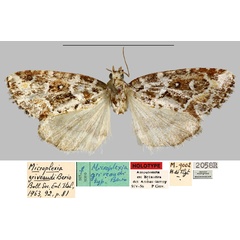 /filer/webapps/moths/media/images/G/griveaudi_Microplexia_HT_MNHN.jpg