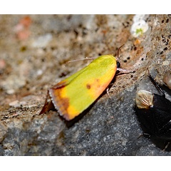 /filer/webapps/moths/media/images/C/cupreoviridis_Earias_A_Roland_01.jpg