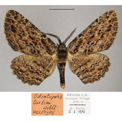 /filer/webapps/moths/media/images/T/turlini_Colocleora_HT_ZSMa.jpg