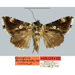 /filer/webapps/moths/media/images/E/epargyra_Plusia_HT_MNHN.jpg