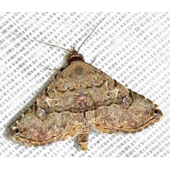 /filer/webapps/moths/media/images/M/moestalis_Rhesala_A_Braun_21.jpg