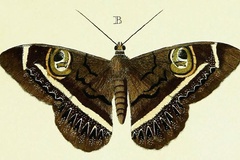 Cyligramma latona