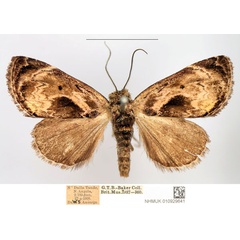 /filer/webapps/moths/media/images/L/lignosa_Petrinia_AM_NHMUK_yMpCJVg.jpg