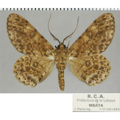 /filer/webapps/moths/media/images/D/derogaria_Cleora_AM_ZSM.jpg