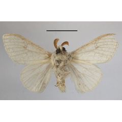 /filer/webapps/moths/media/images/G/georgiana_Eudasychira_AM_MGCLb_01.jpg