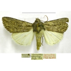 /filer/webapps/moths/media/images/A/albogrisea_Centrartha_HT_TMSA.jpg