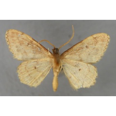 /filer/webapps/moths/media/images/T/tristega_Idaea_A_ZSM_02.jpg