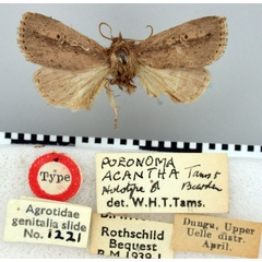 /filer/webapps/moths/media/images/A/acantha_Poeonoma_HT_BMNH.jpg