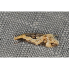 /filer/webapps/moths/media/images/A/amphizeucta_Lachnostola_A_Heyns_02.JPG