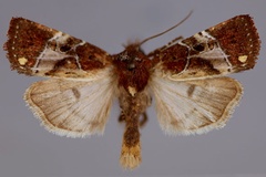 Elyptron cinctum