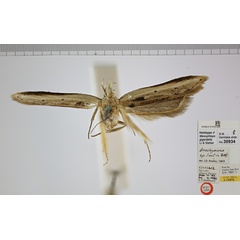 /filer/webapps/moths/media/images/G/gigantella_Mesophleps_MHT_NHMUK.jpg