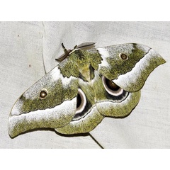 /filer/webapps/moths/media/images/Z/zambesina_Gonimbrasia_A_Braun_6.jpg