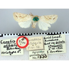 /filer/webapps/moths/media/images/A/albula_Carelis_HT_BMNH.jpg