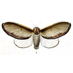 /filer/webapps/moths/media/images/V/vesta_Megasoma_HT_Druce_55-6.jpg