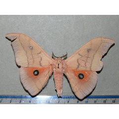 /filer/webapps/moths/media/images/I/irius_Pseudobunaea_A_Goff.jpg