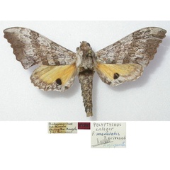 /filer/webapps/moths/media/images/N/nigropuncta_Polyptychus_HT_MNHN.jpg