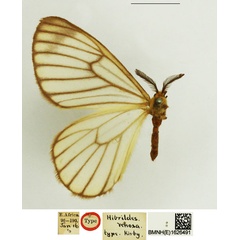 /filer/webapps/moths/media/images/V/venosa_Hibrildes_STM_NHMUK.jpg