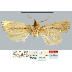 /filer/webapps/moths/media/images/F/fletcheri_Acrapex_HT_MNHN.jpg