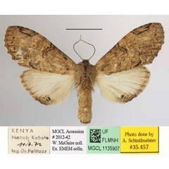 /filer/webapps/moths/media/images/H/hypochlora_Stemmatophalera_A_MGCLa_01.JPG