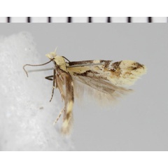 /filer/webapps/moths/media/images/A/amphizeucta_Lachnostola_AM_ZMHB.jpg