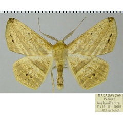 /filer/webapps/moths/media/images/N/nigromaculata_Psilocerea_AM_ZSMa.jpg