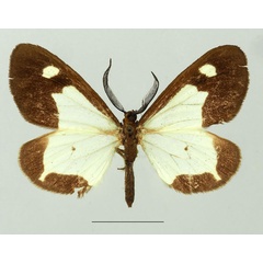 /filer/webapps/moths/media/images/A/ansorgei_Geodena_AM_Basquina.jpg