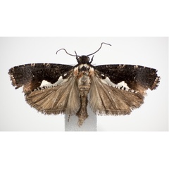 /filer/webapps/moths/media/images/A/agassizi_Dracontogena_AM_KSund_01.jpg