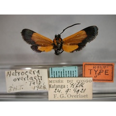 /filer/webapps/moths/media/images/O/overlaeti_Netrocera_A_RMCA_01.jpg