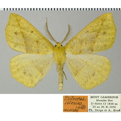 /filer/webapps/moths/media/images/I/icterias_Psilocerea_HT_ZSMa.jpg