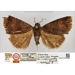 /filer/webapps/moths/media/images/I/inobtrusella_Ozarba_HT_NHMUK.jpg