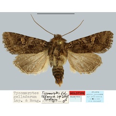 /filer/webapps/moths/media/images/G/gelladarum_Tycomarptes_HT_MNHN.jpg