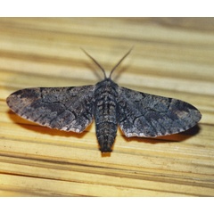 /filer/webapps/moths/media/images/G/grisea_Eulycia_A_Roland_01.jpg