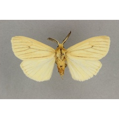 /filer/webapps/moths/media/images/P/pamphilia_Popoudina_HT_BMNH.jpg