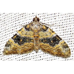 /filer/webapps/moths/media/images/P/perizomoides_Piercia_A_Braun_03.jpg