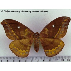 /filer/webapps/moths/media/images/O/ornata_Maltagorea_A_OUMNH_02.jpg