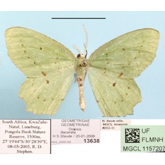 /filer/webapps/moths/media/images/I/illacerata_Dolosis_A_MGCL_01.jpeg