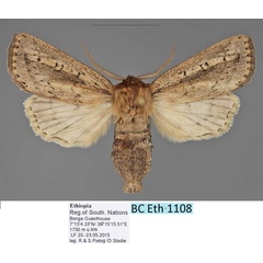 /filer/webapps/moths/media/images/M/mesophaea_Sciomesa_AM_Fiebig.jpg